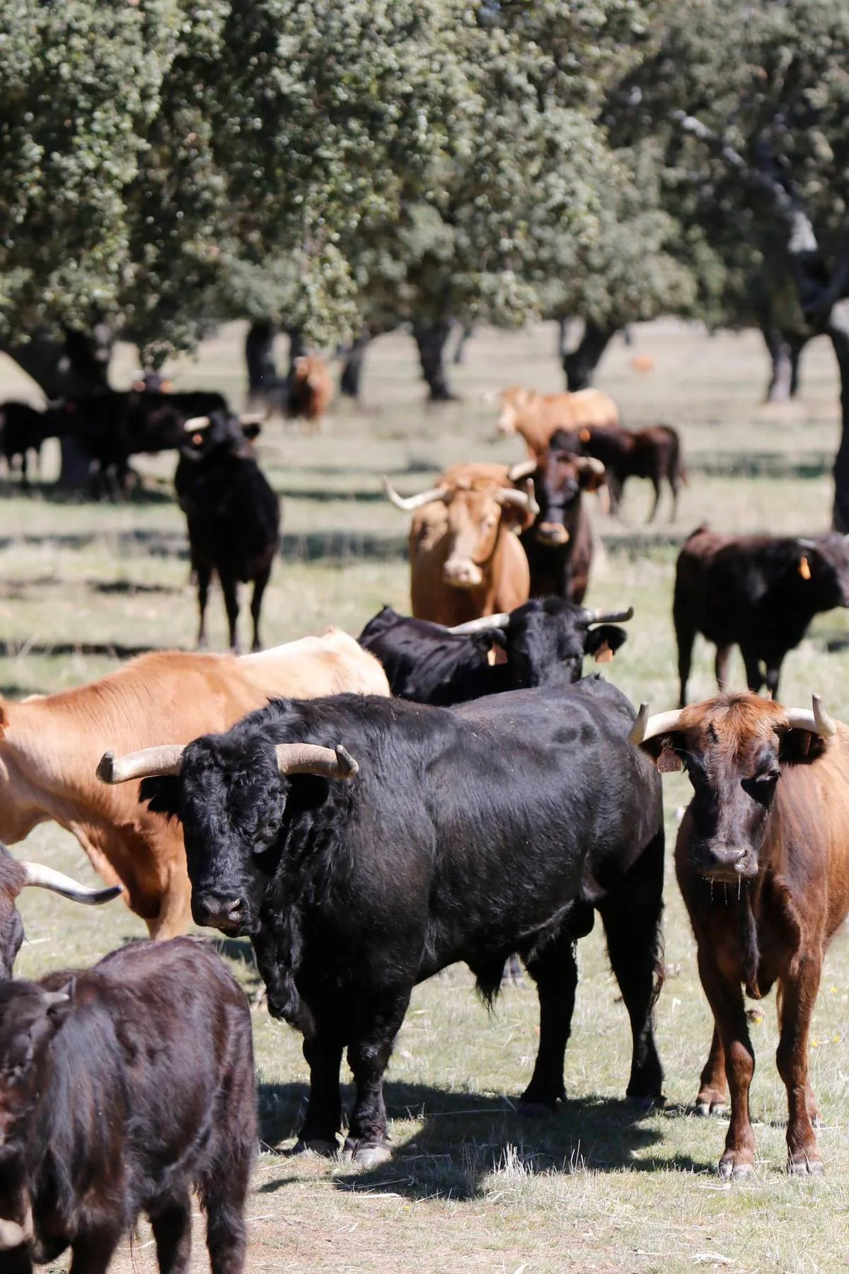 El toro Liricoso, rodeado de una tropa de vacas, en uno de los cercados de la finca de Calzadilla de Mendigos, en Membribe de la Sierra.