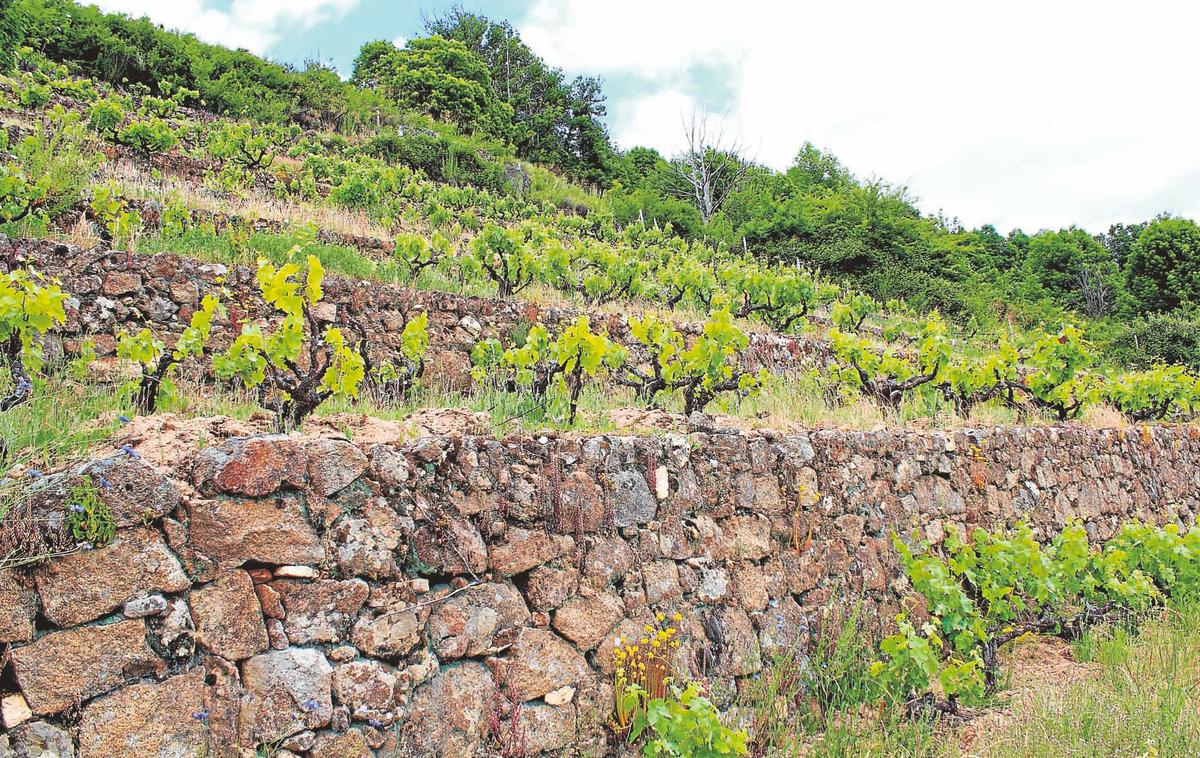 Imagen de una zona de bancales en la que se cultiva la uva que da origen a los Vinos Sierra de Salamanca.
