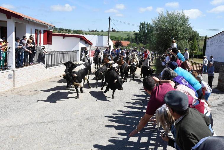 Emoción taurina en San Felices por el encierro con caballos