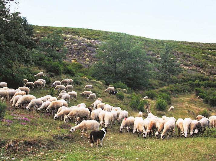 Ovejas churras ecológicas en Monleras.