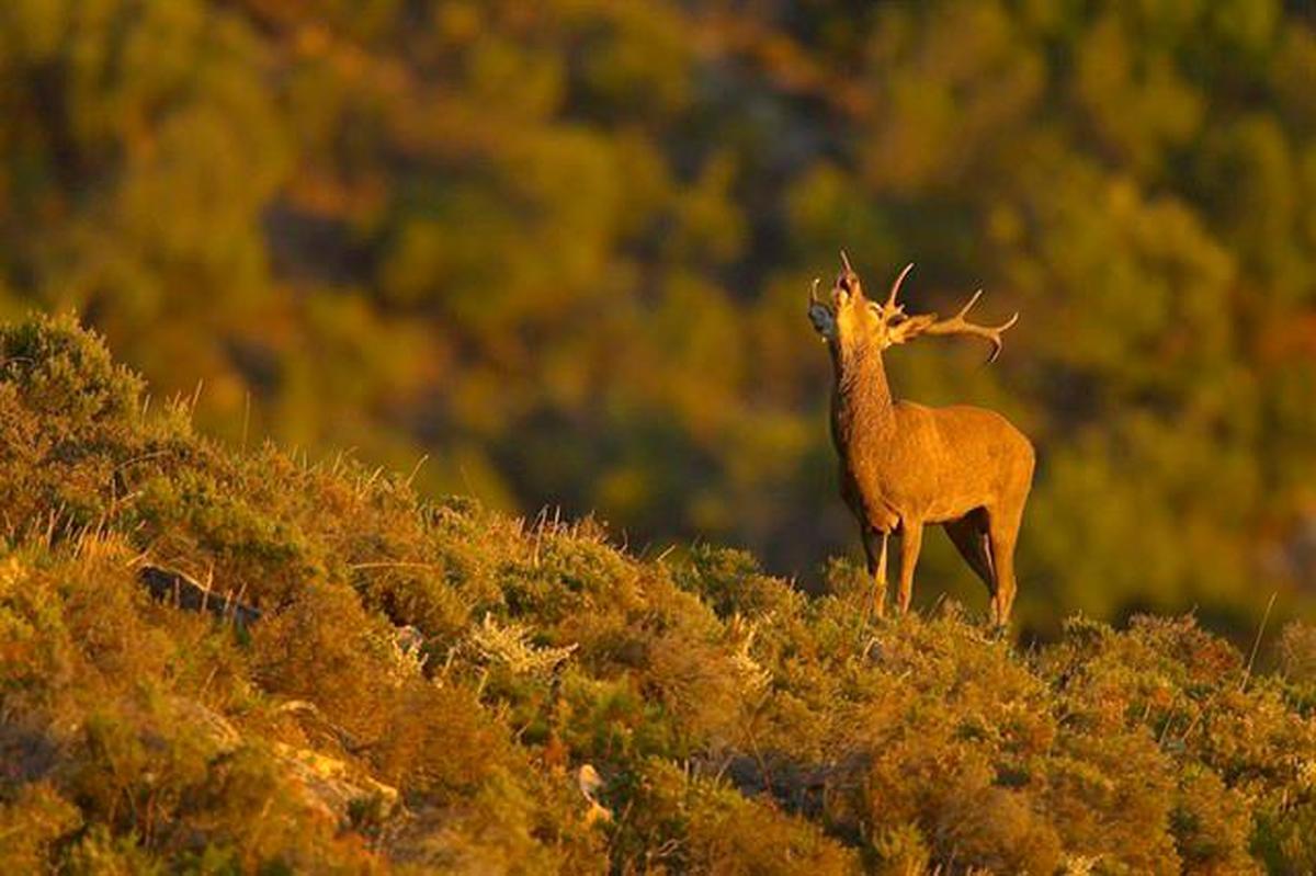 Urgente:  Lo Que Debes Saber Si Atropellas Un Animal Salvaje (Ley De Bienestar Animal). - qq34e07