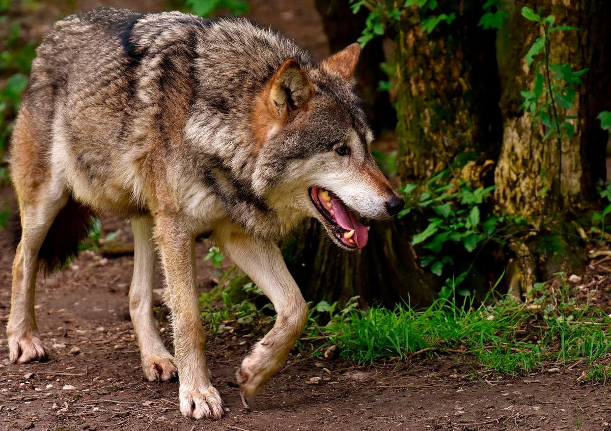 Un ejemplar de lobo.