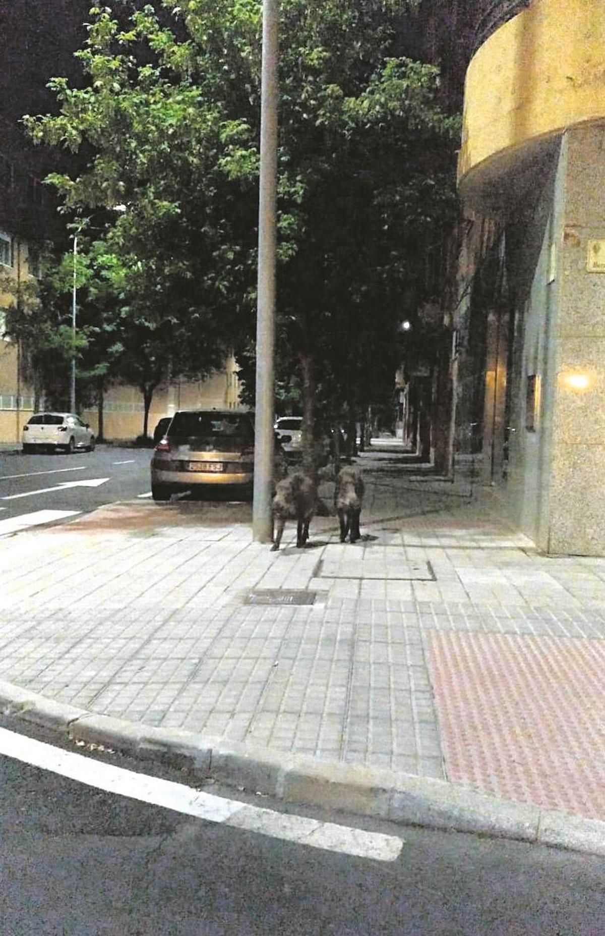 Dos jabalíes que deambularon por el barrio de Tejares el pasado verano.