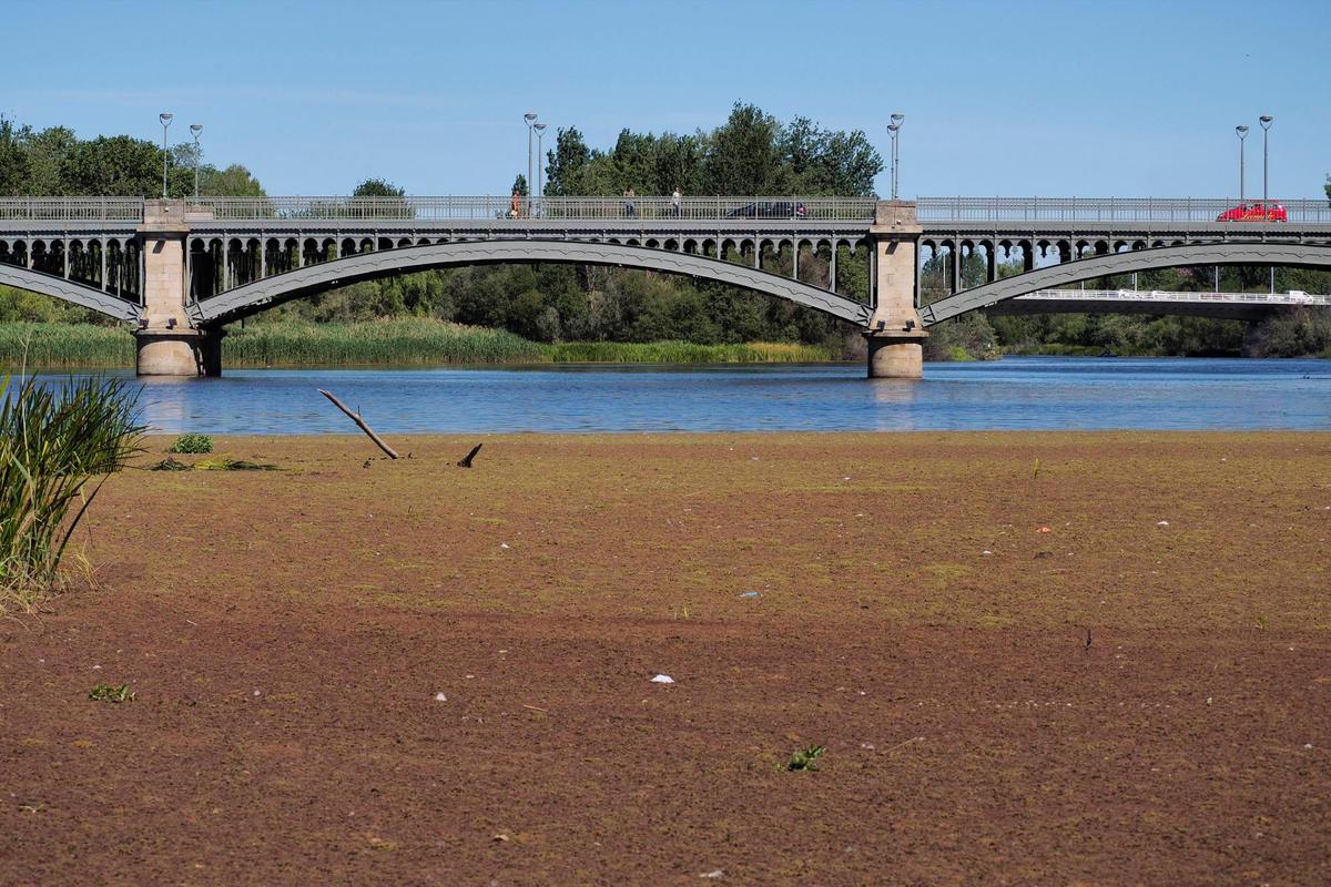 Una de las zonas del río de varios centenares de metros cuadrados en los que ha aparecido la azolla.