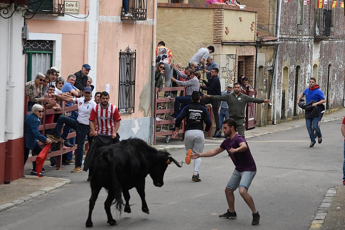 Los encierros, protagonistas de las fiestas del Corpus en La Fuente de San Esteban