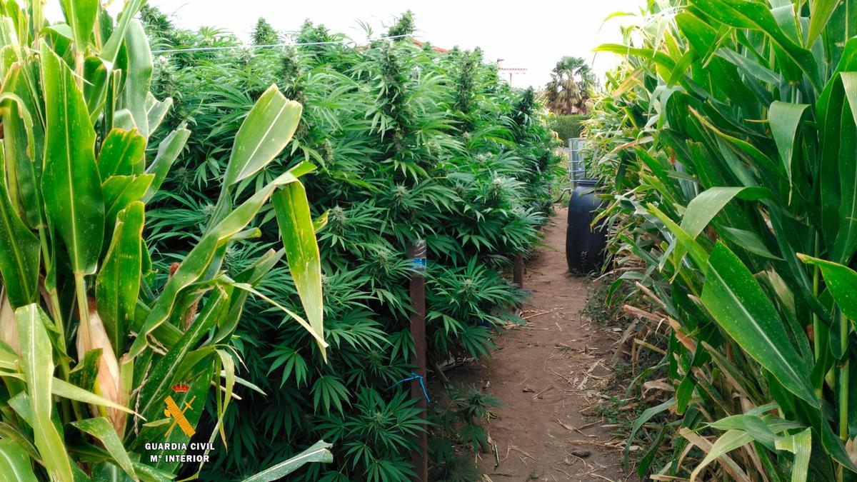 Fotografía de la plantación de Morasverdes que los agentes descubrieron entre un maizal.