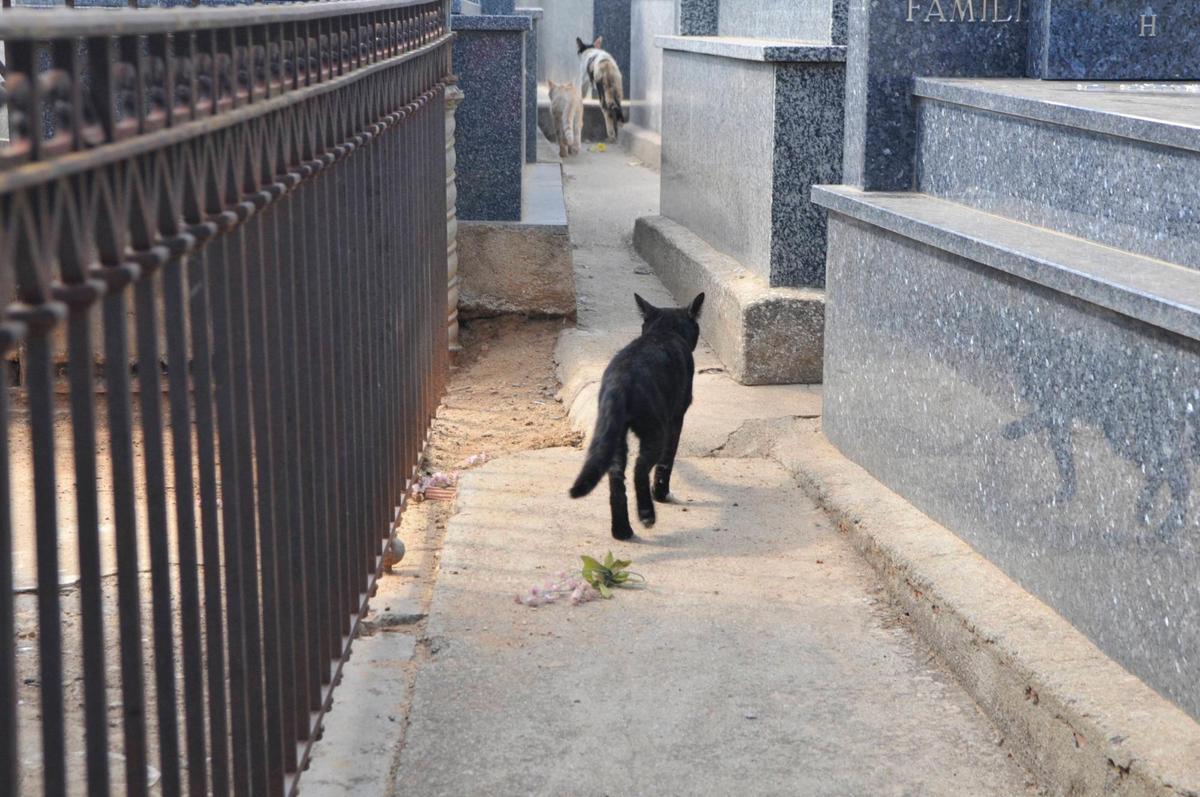 Varios gatos pasean entre las tumbas del cementerio San Carlos Borromeo.