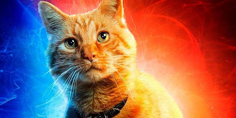 Los gatos saben distinguir su nombre