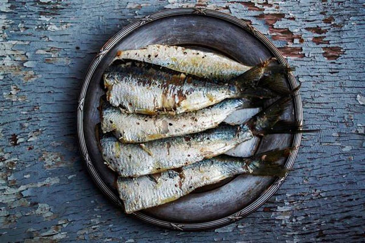 Las sardinas presentan una magnificas características.