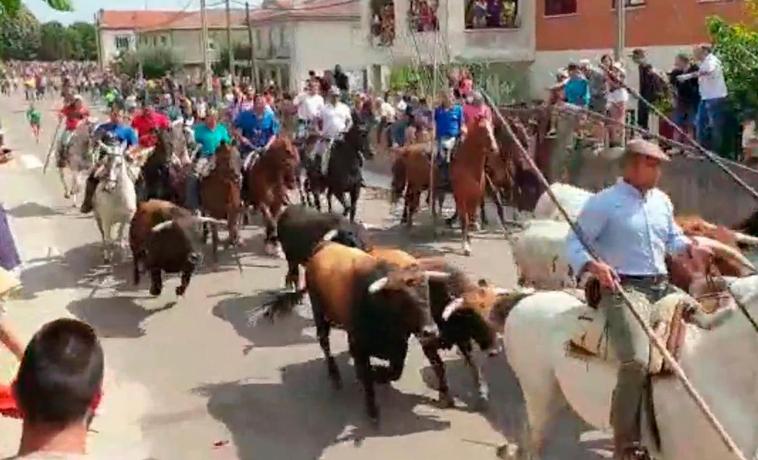 El tercer encierro mixto anima la mañana en Fuenteguinaldo