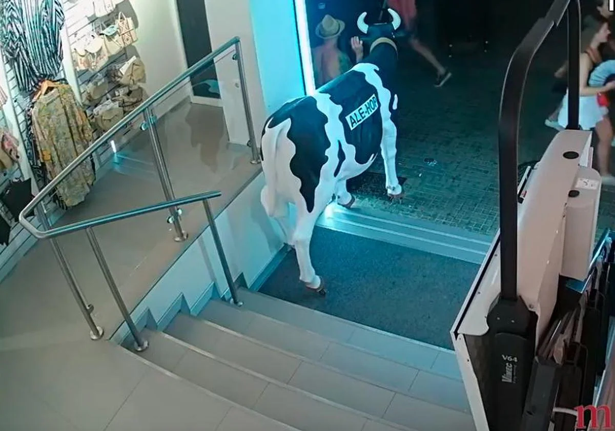 El atracador intentando sustraer la vaca de Ale-Hop.