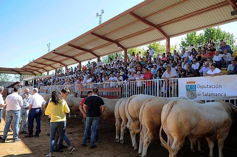 Una subasta de Charolés en Salamaq 18.