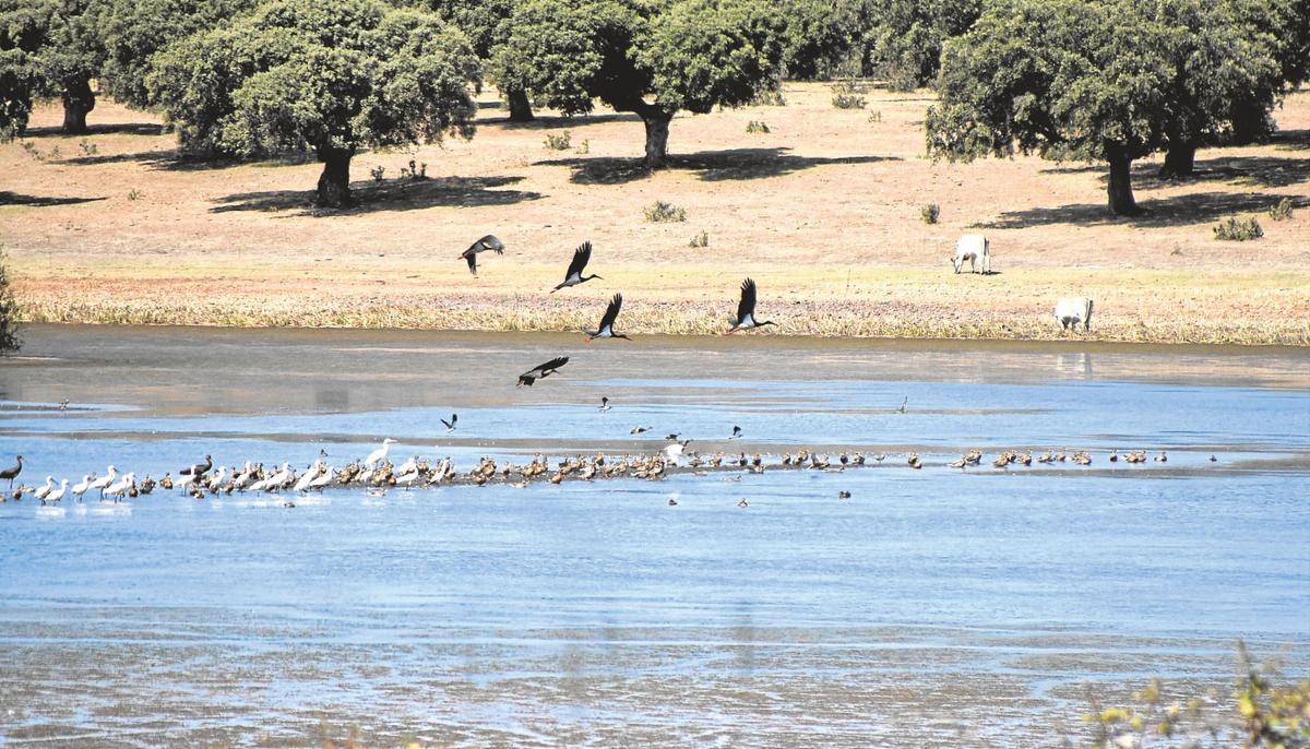 Ánades, garzas, fochas y otras especies disfrutan del humedal.