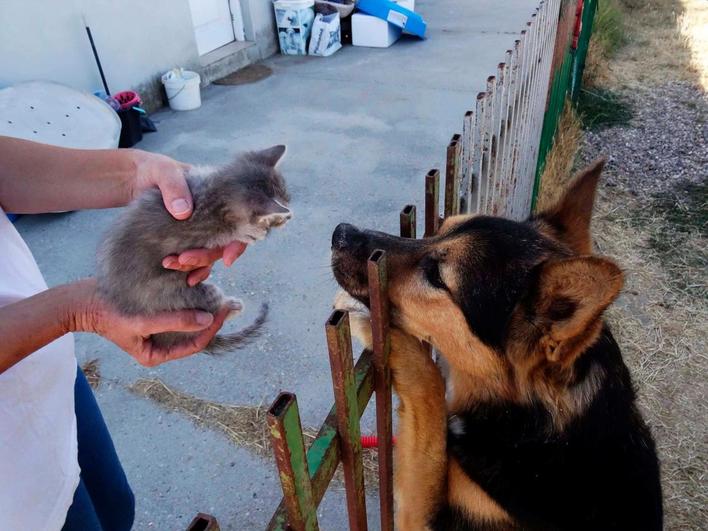 El perro Sven recibiendo a la gatita Mery tras su llegada la Asociación Salmantina de Animales y Plantas.