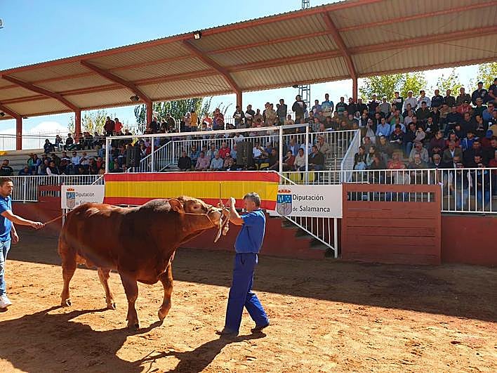 Se pagan 15.000 euros por un limusín en la subasta nacional de ganado vacuno