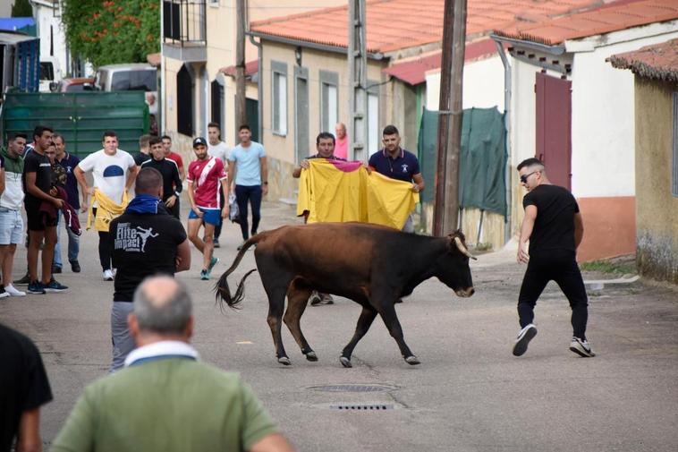 Las vaquillas llevan la emoción a las calles de Aldehuela de Yeltes