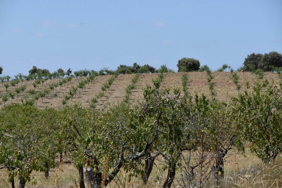 Campo de almendros en la comarca salmantina de Las Arribes.