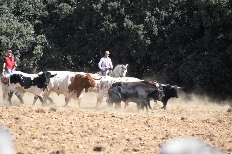 Gran expectación en el encierro con caballos del Maíllo con primera parte en el campo