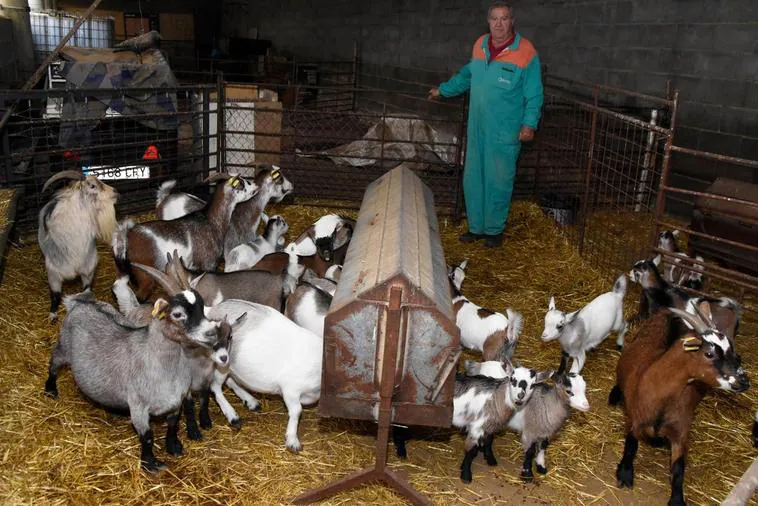 El ganadero de Sancti-Spíritus, Berna Montejo, con el rebaño de cabras enanas que comenzó como un capricho.