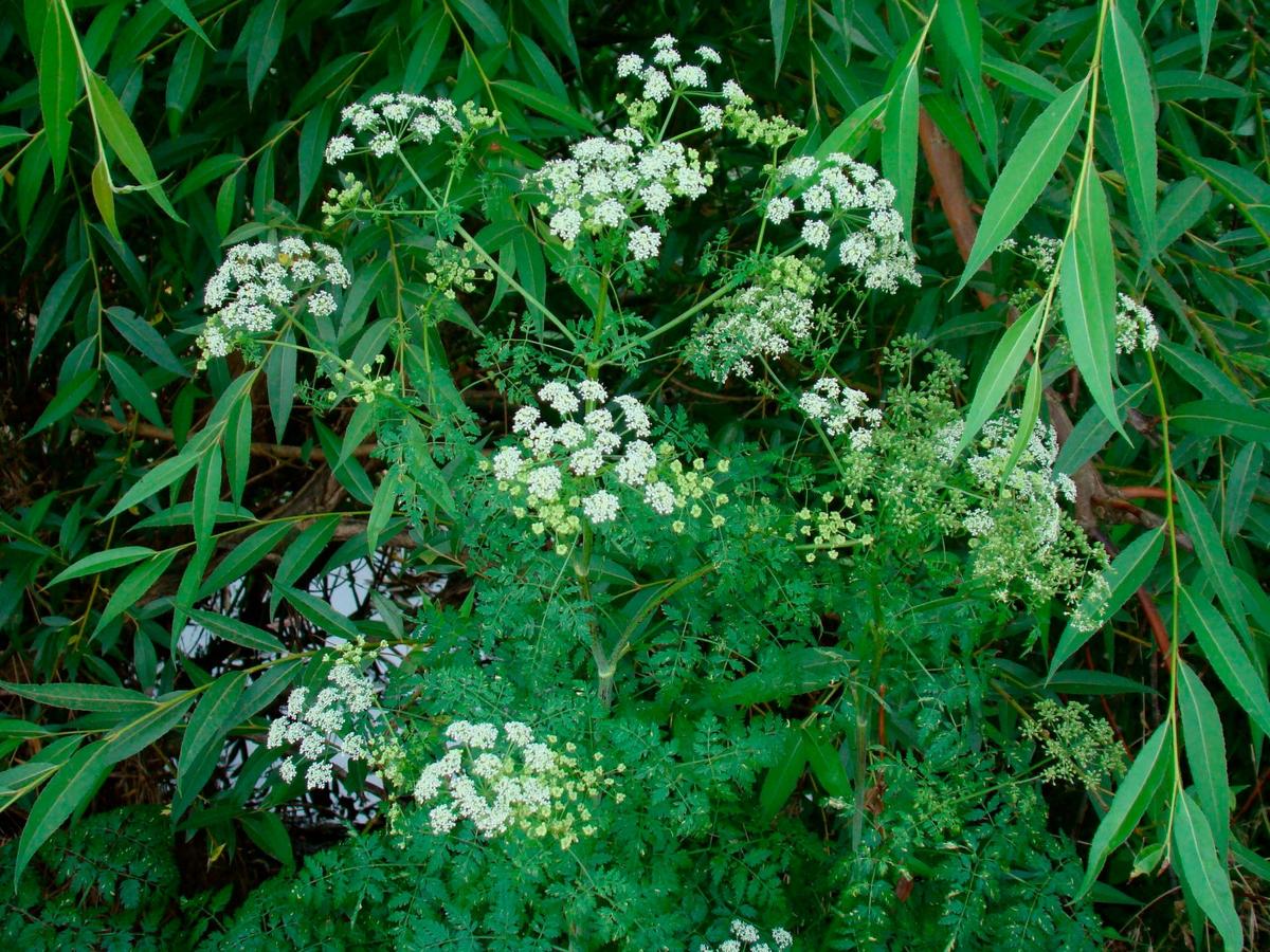 CICUTA EUROPEA