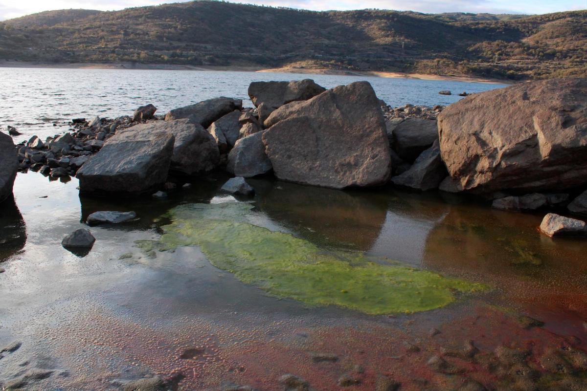 La proliferación de algas en el pantano de Baños provocó los problemas en la zona.