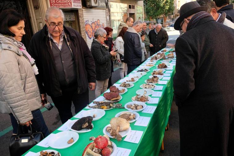 Exposición micológica del año pasado en la plaza de la Libertad.