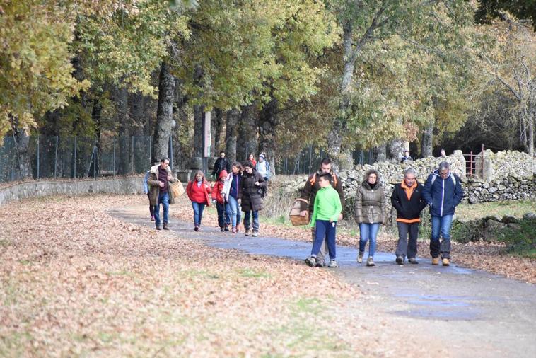 El otoño de El Rebollar brilla en la salida micológica de los “1.000 otoños”