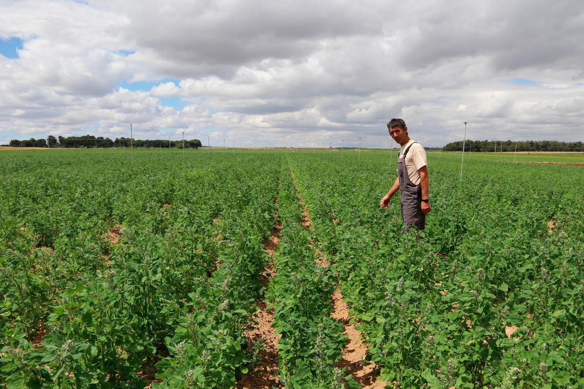 Cultivo de quinoa en Arabayona.