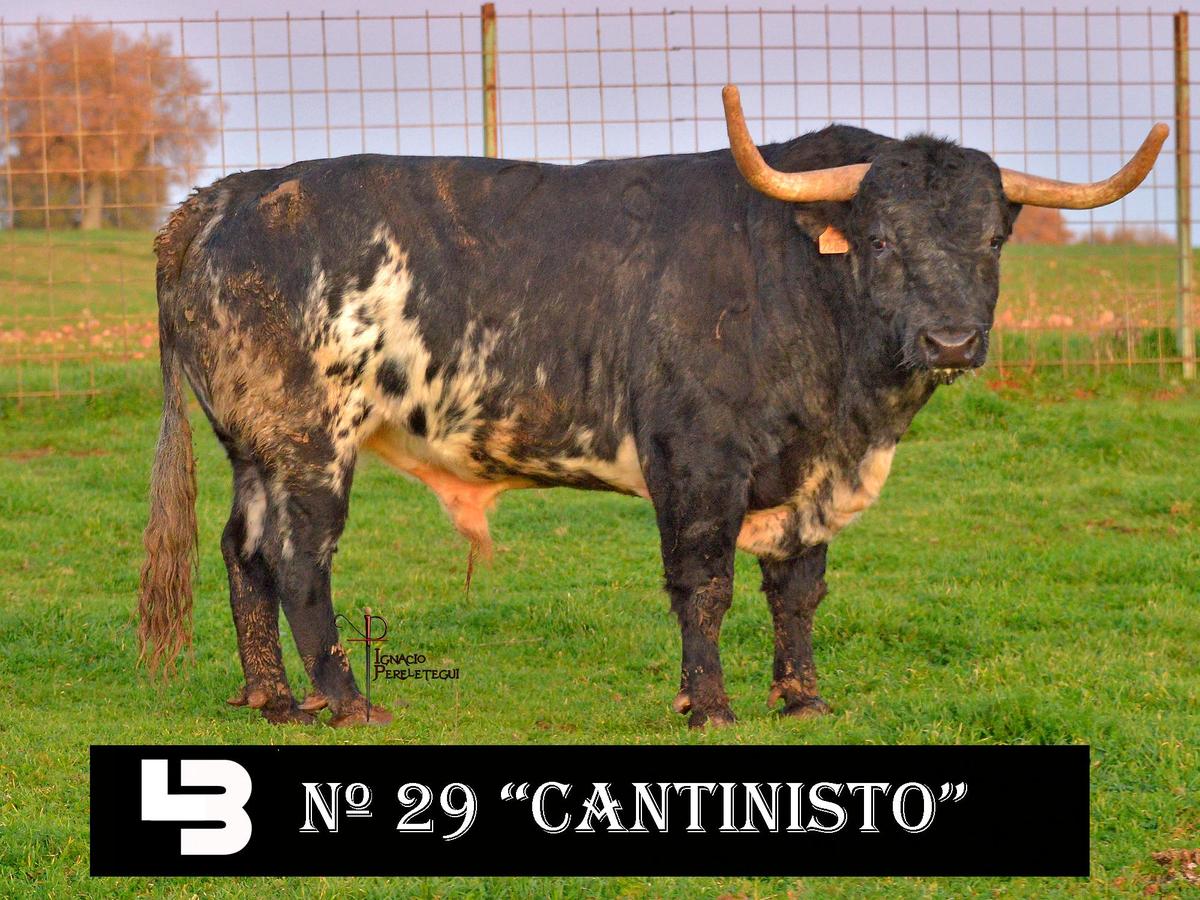 Nº29 “Cantinisto” de Los Bayones (Martes)