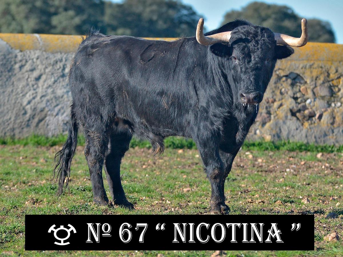 Nº67 “Nicotina” de Adelaida Rodríguez para las capeas nocturnas