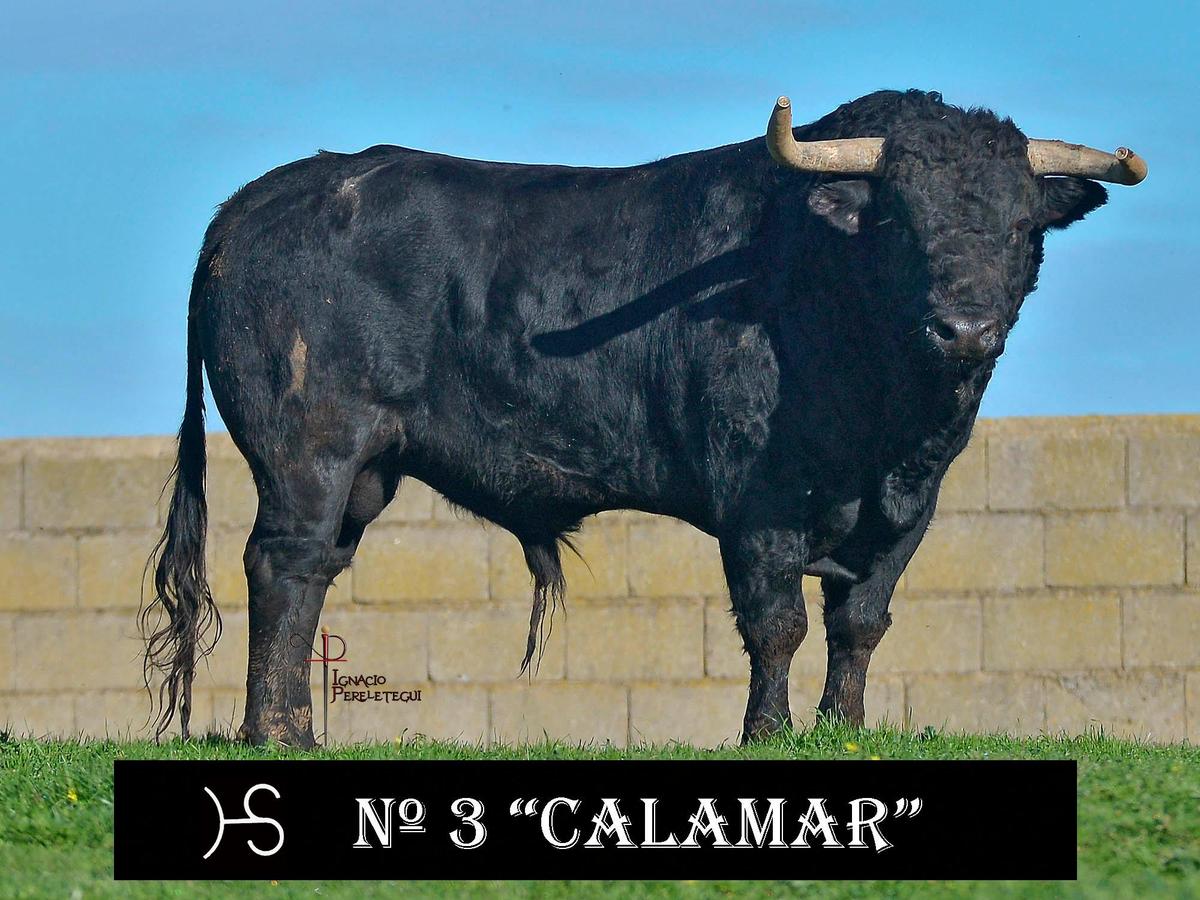 Nº3 “Calamar” de Hermanos Sánchez Herrero (Lunes)