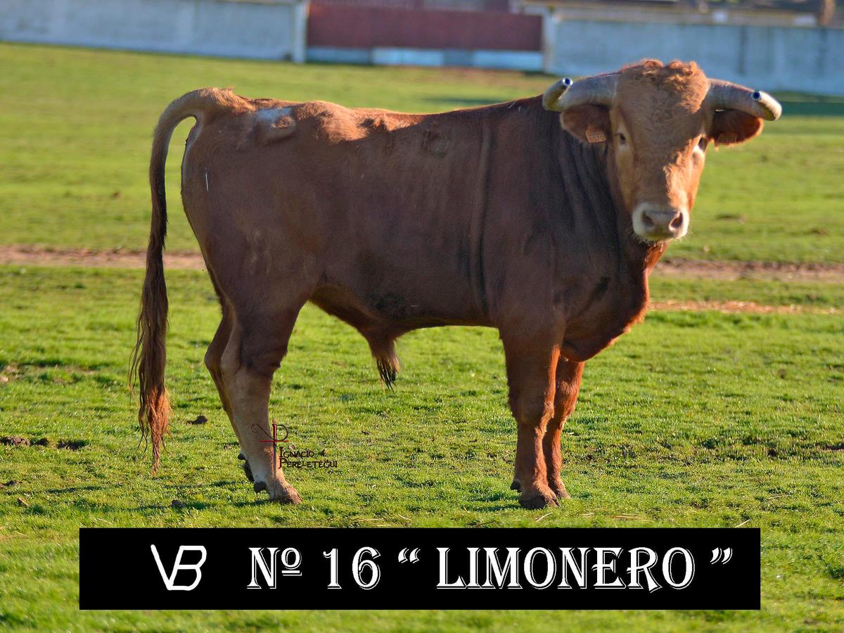 Nº16 “Limonero” de Valle Blanco (Domingo)