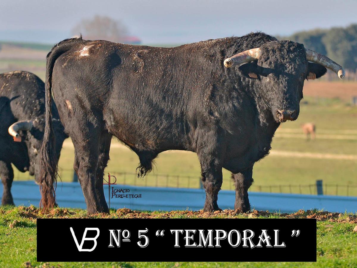 Nº5 “Temporal” de Valle Blanco (Domingo)