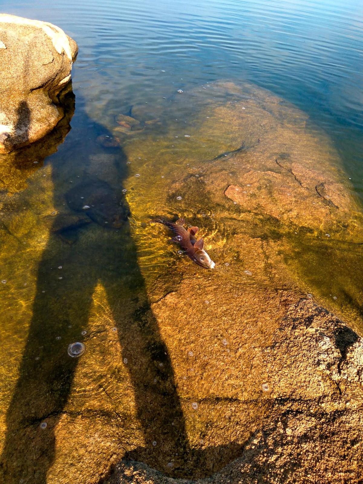 Un barbo pescado en el embalse salmantino de Almendra.