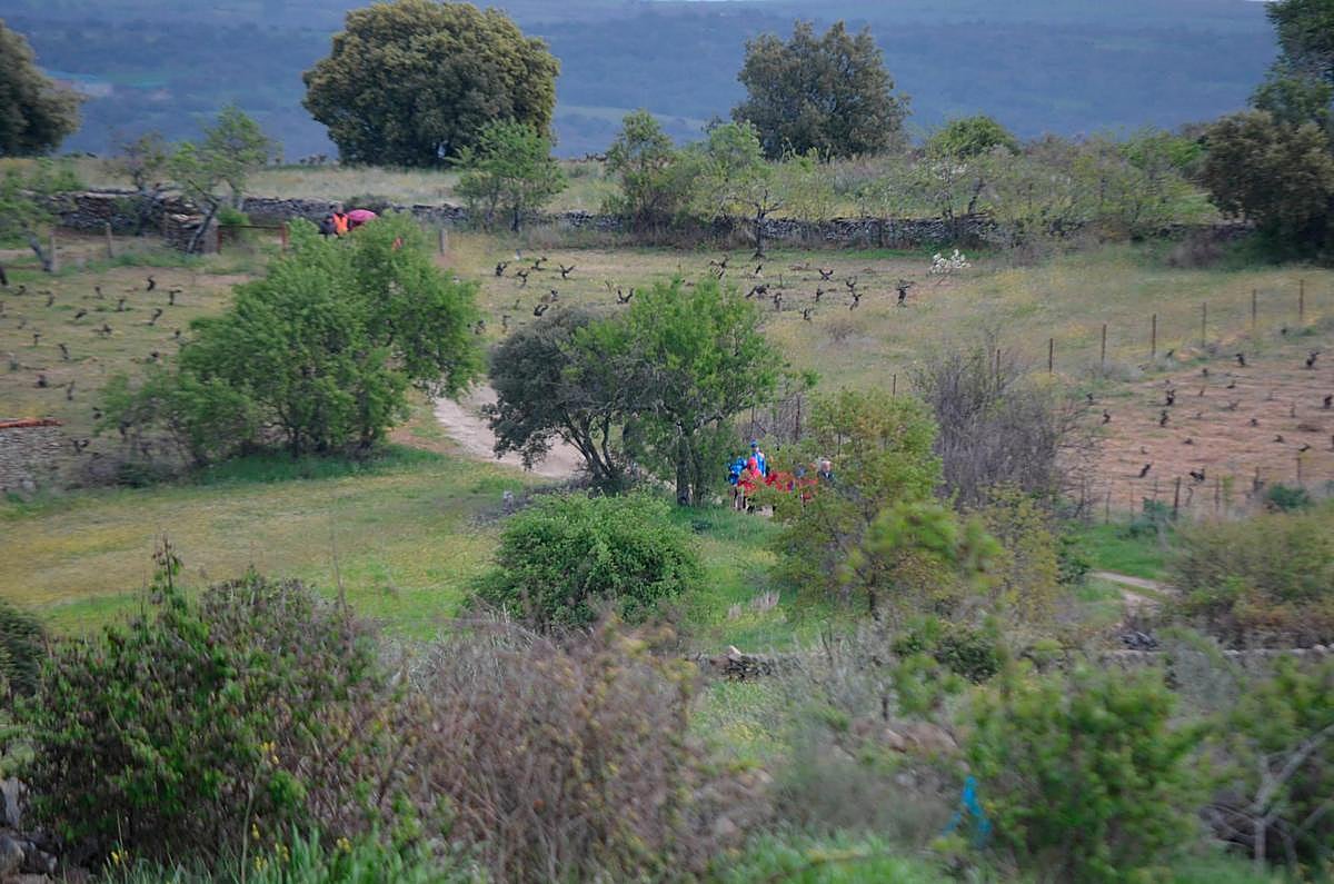 Campos de cultivo en el entorno de Lumbrales.