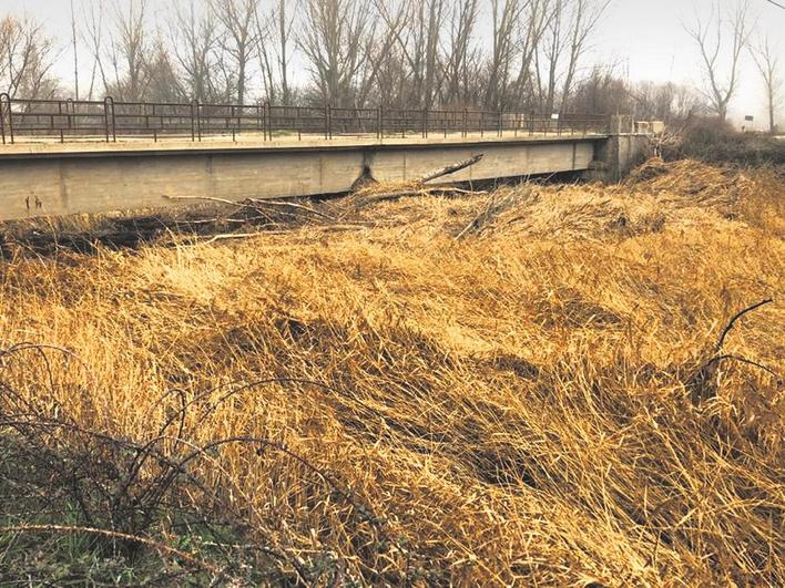 Un puente sobre el Alhándiga y parte del cauce que aparece lleno de maleza y de troncos.