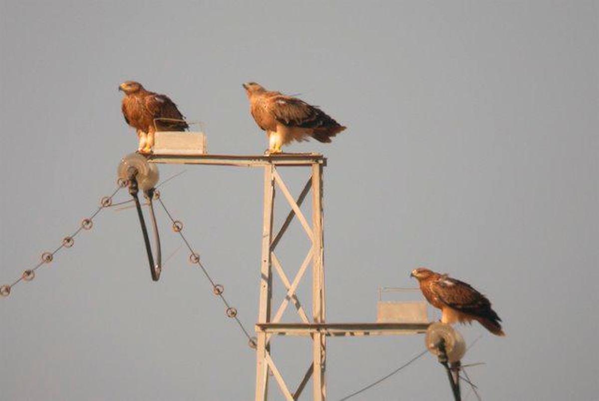 Varias aves posadas en un tendido eléctrico.