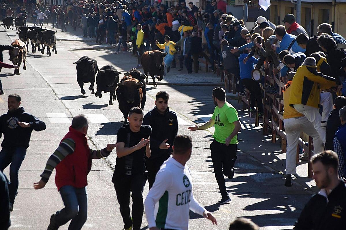 Sigue en directo el encierro del martes del Carnaval del Toro de Ciudad Rodrigo