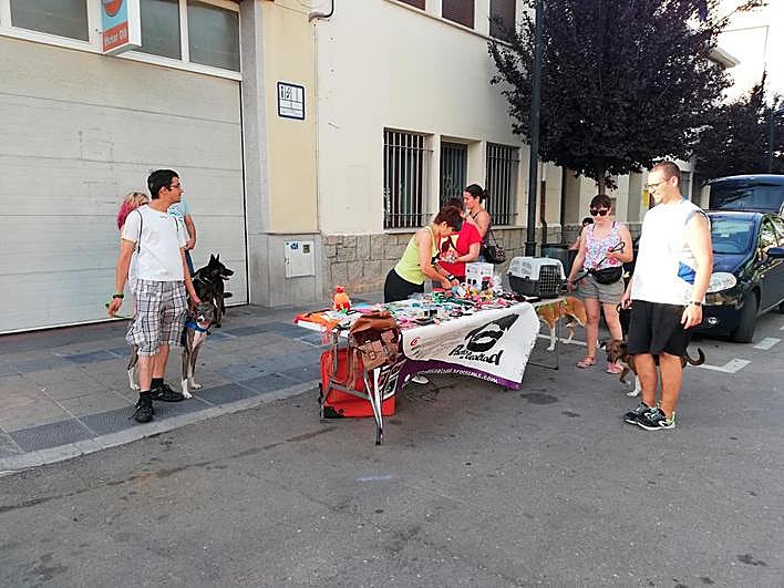 Desfile de perros para adoptar en Castellanos el año pasado.