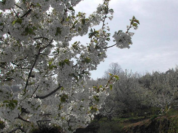 Cerezos en flor en el Valle del Jerte.