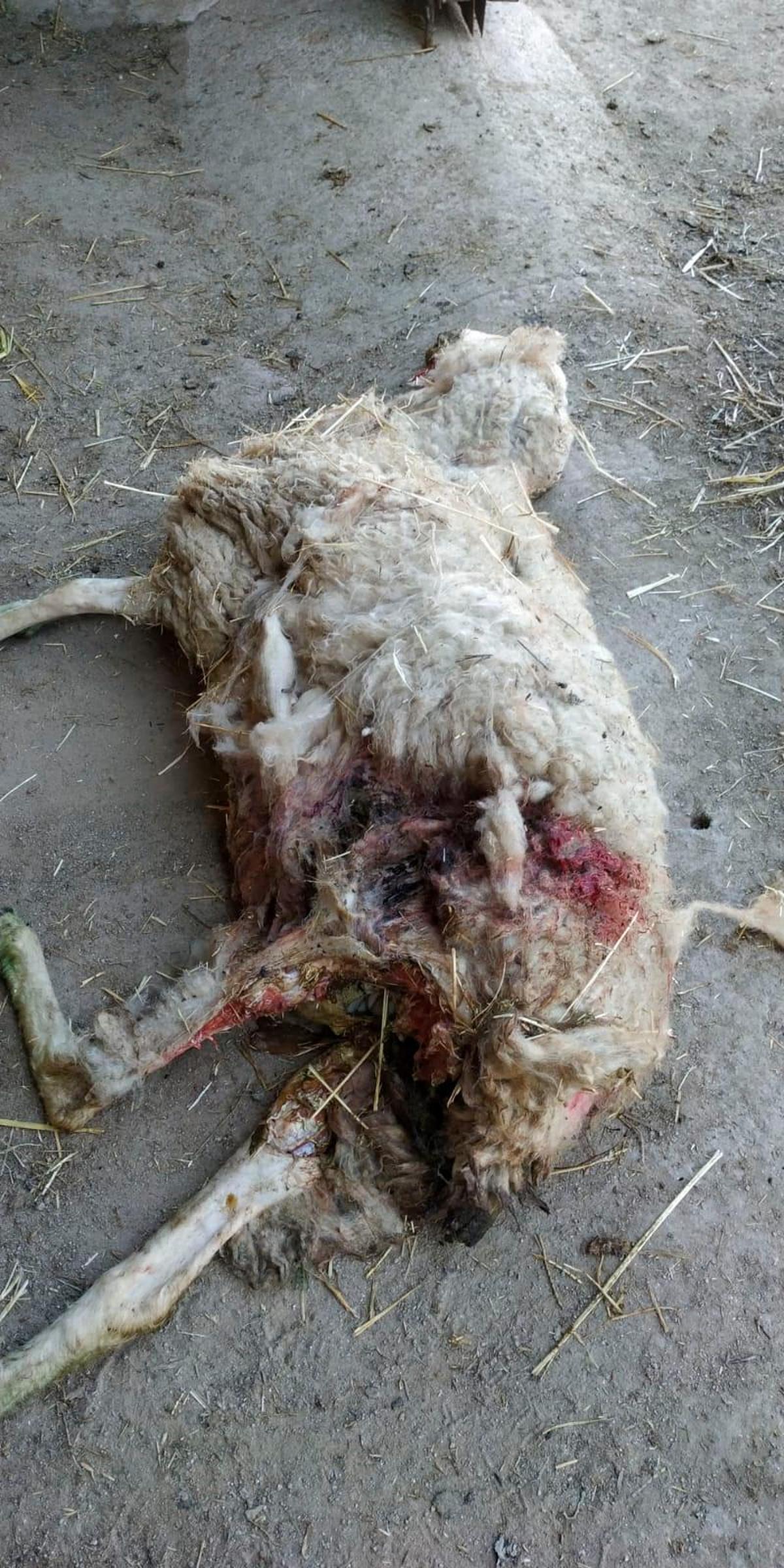 Una de las ovejas muertas por el lobo en La Zarza de Pumareda