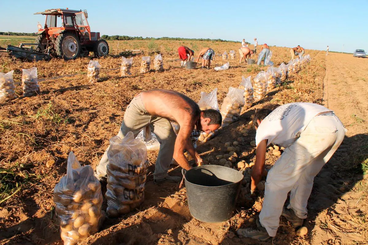 Trabajadores de la campaña de la patata