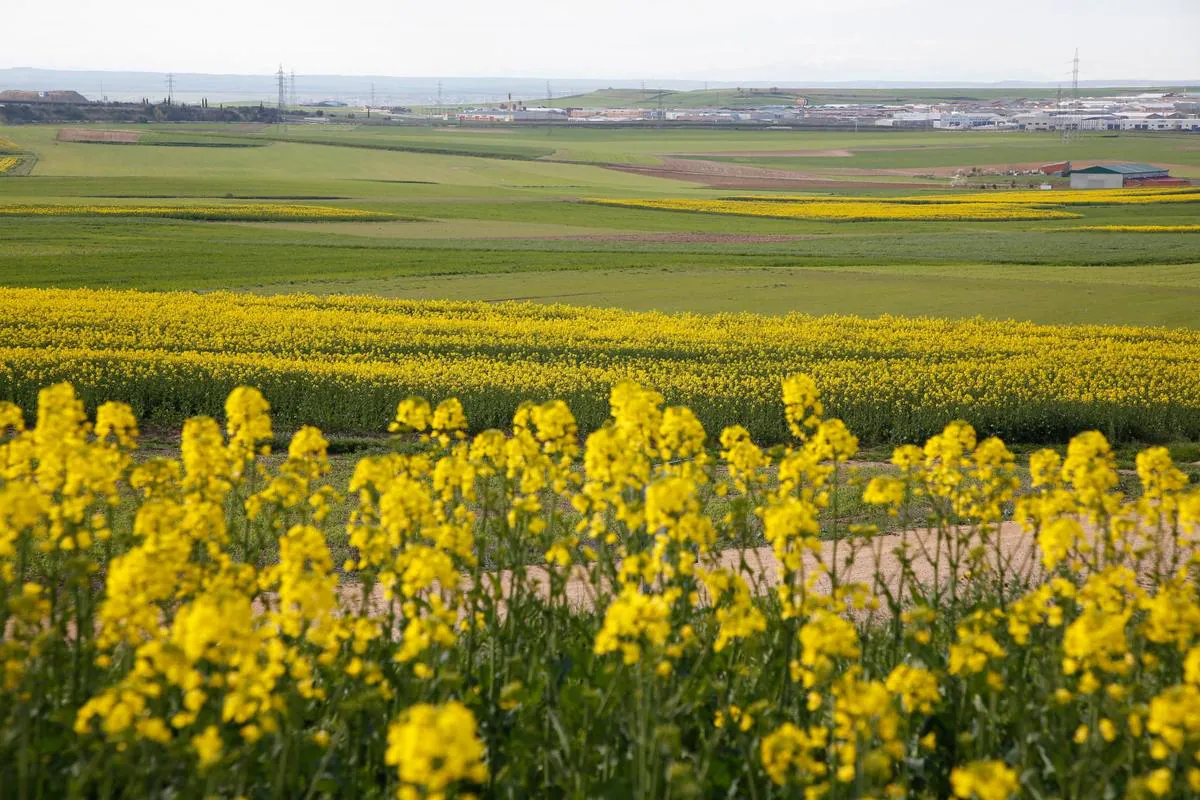 Imagen de parcelas del término de Villares de la Reina, con una de colza en primer plano.