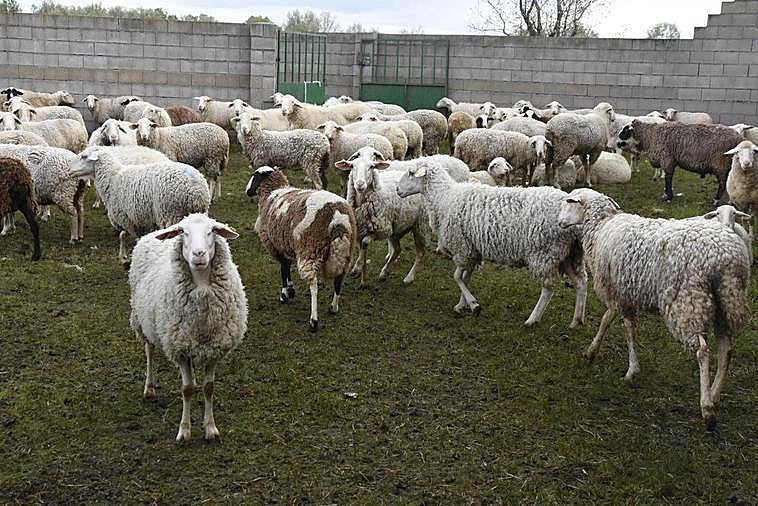 Rebaño de ovejas en un corral de una explotación de la comarca de Vitigudino.