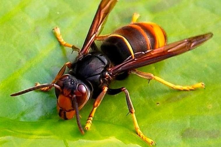 Una avispa velutina.