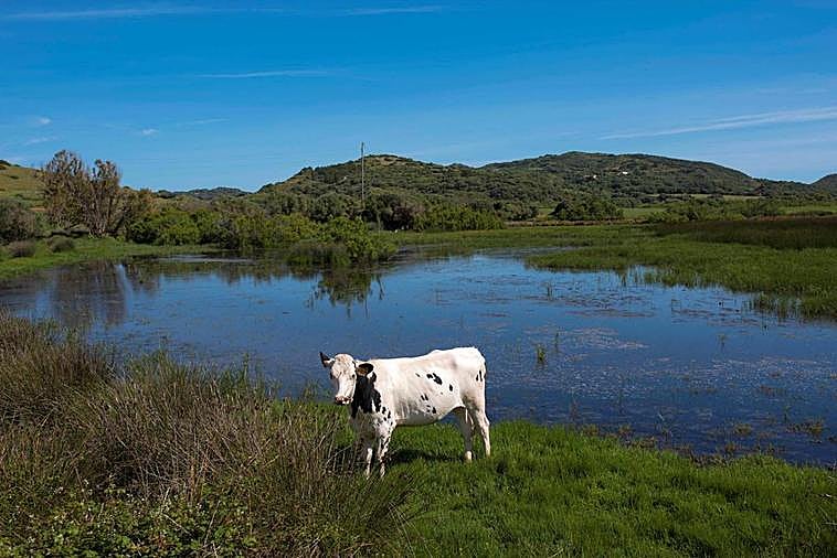 Una vaca suiza junto a una balsa de agua.