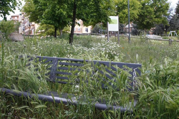 Un banco de una zona verde, cubierto por la vegetación.