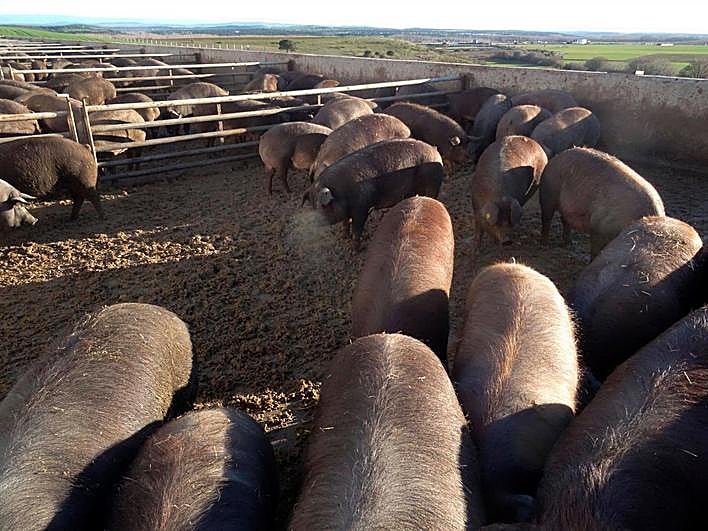 Porcino, vacuno y cereales volvieron a bajar en la Lonja