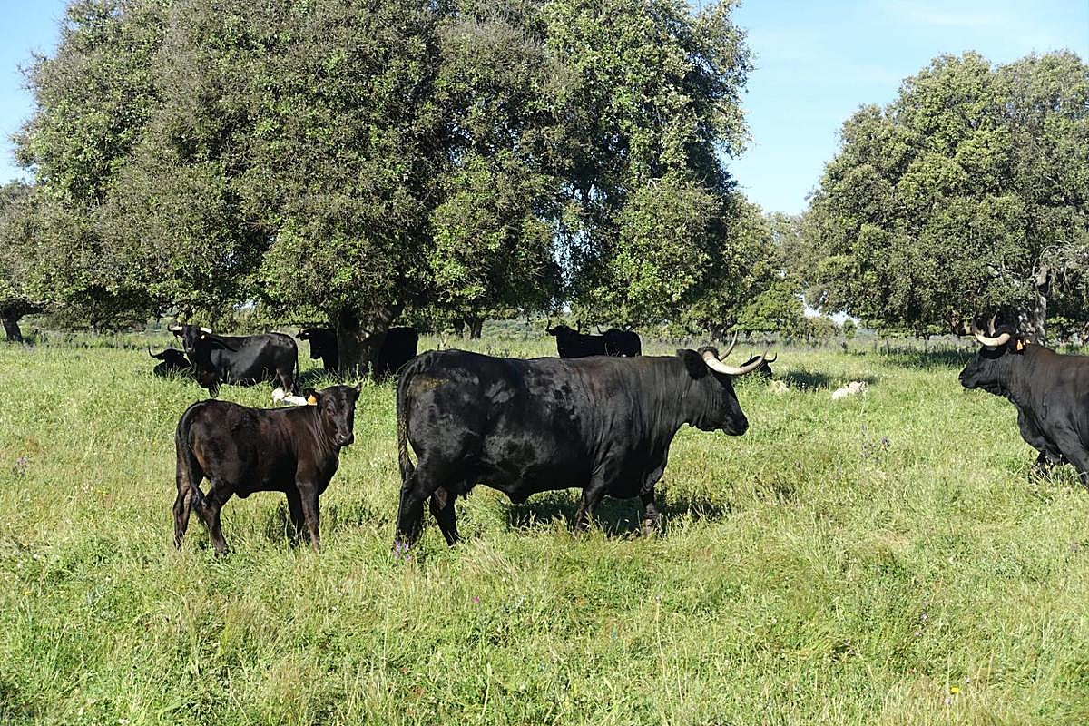 Un millón en ayudas por criar estas razas de ganado en Salamanca