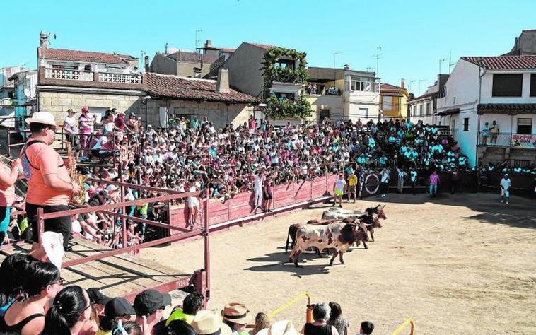 Novillos y cabestros en la plaza de Villarino tras completar un encierro el pasado 2019.